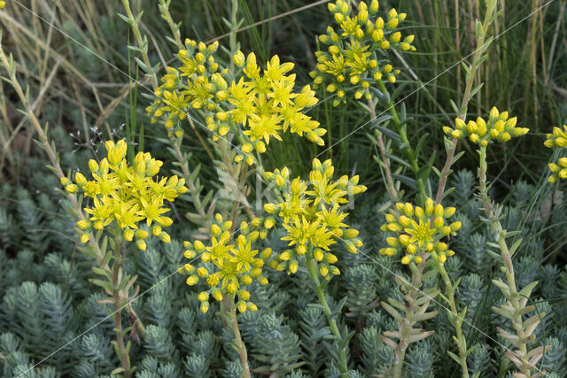 Reflexed Stonecrop (Sedum reflexum)