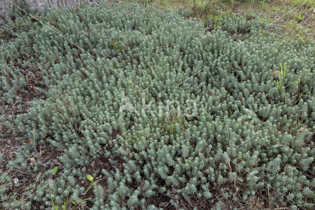 Reflexed Stonecrop (Sedum reflexum)