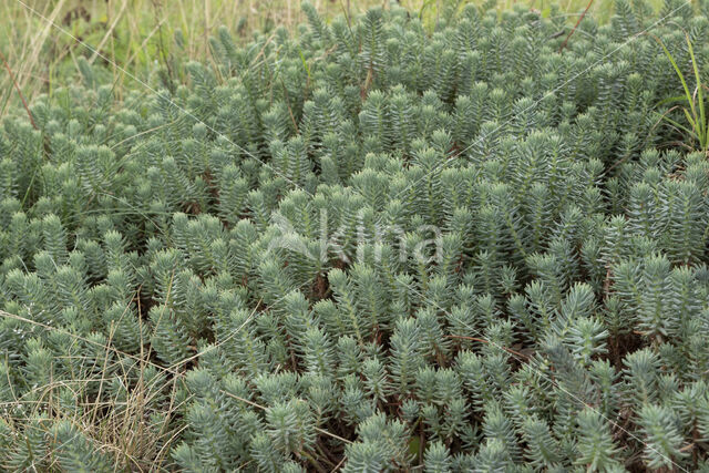 Reflexed Stonecrop (Sedum reflexum)