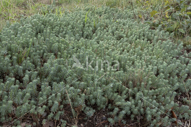 Reflexed Stonecrop (Sedum reflexum)