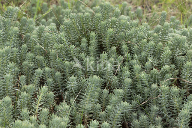 Reflexed Stonecrop (Sedum reflexum)