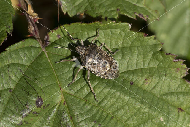 grauwe schildwants (rhaphigaster nebulosa)