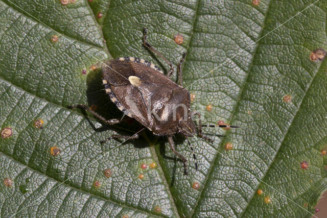 dolycoris baccarum
