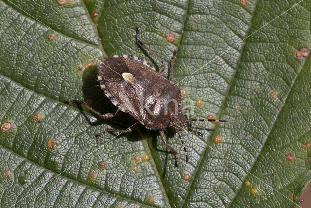 bessenschildwants (dolycoris baccarum)