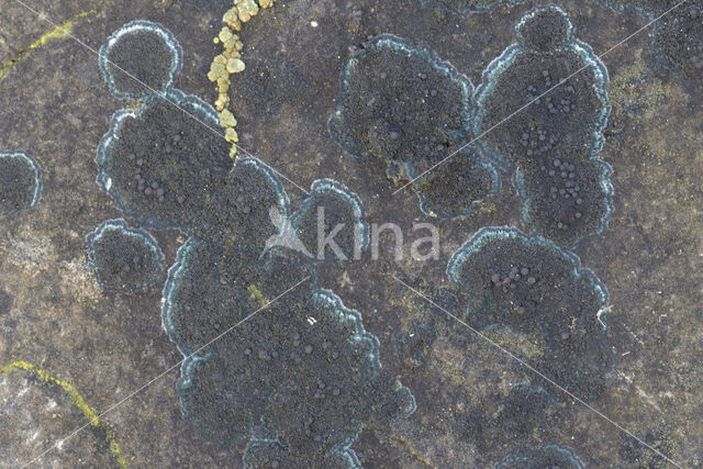 Ink lichen (Placynthium nigrum)