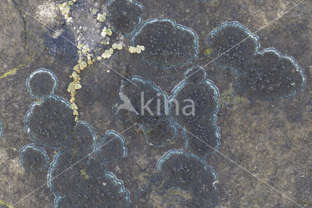 Ink lichen (Placynthium nigrum)