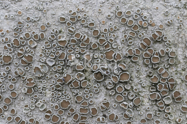 Witte schotelkorst (Lecanora chlarotera)