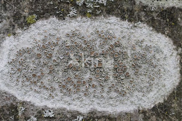 rim lichen (Lecanora chlarotera)