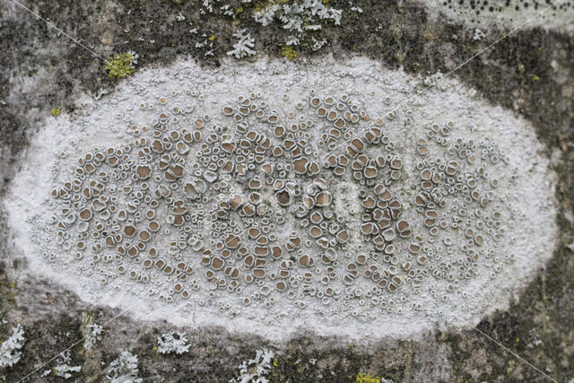 rim lichen (Lecanora chlarotera)