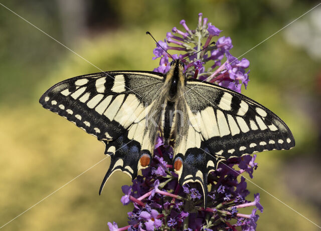 Koninginnepage (Papilio machaon)