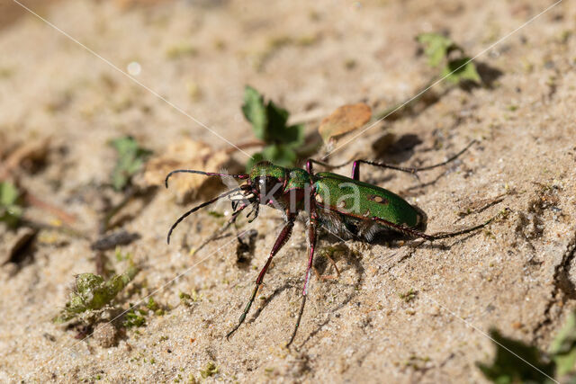 Green Tiger Beetle (Cicindela campestris)