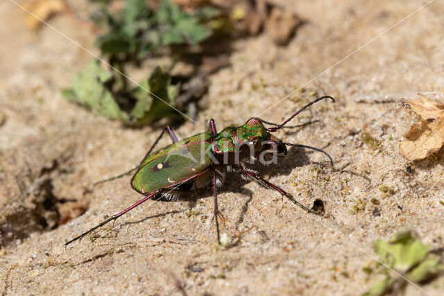 Groene zandloopkever (Cicindela campestris)