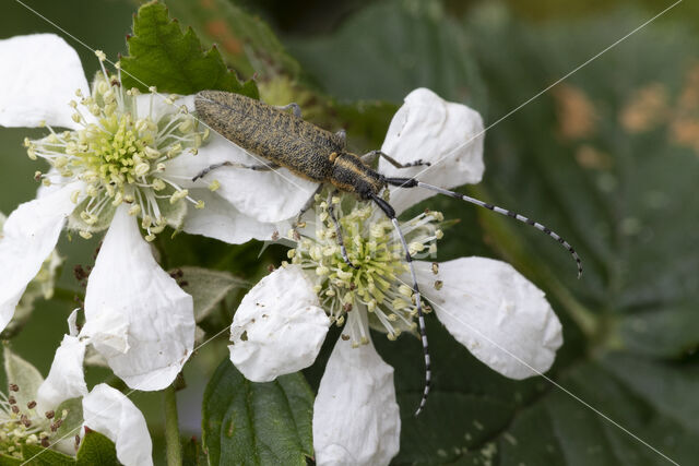 agapanthia villosoviridescens