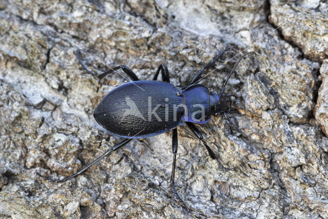 carabus problematicus