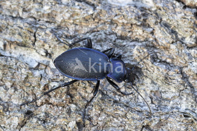 blauwzwarte schallebijter (carabus problematicus)