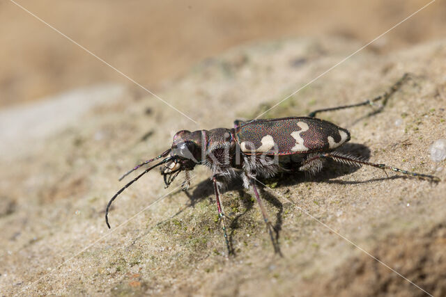 bastaardzandloopkever (cicindela hybrida)