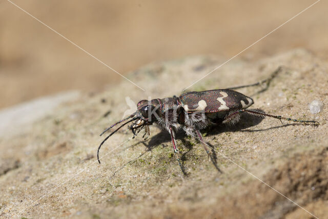 cicindela hybrida