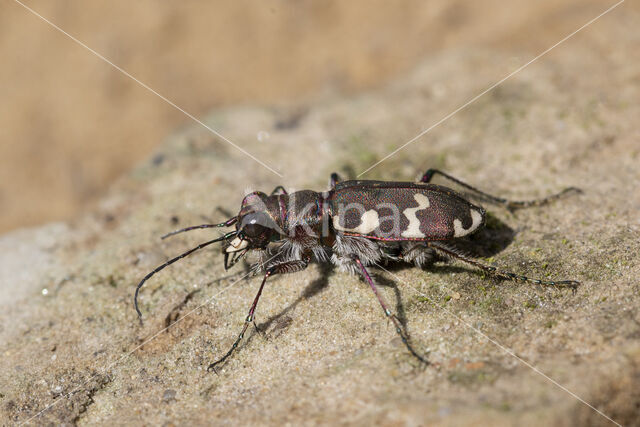 cicindela hybrida