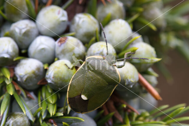 gonocerus juniperi
