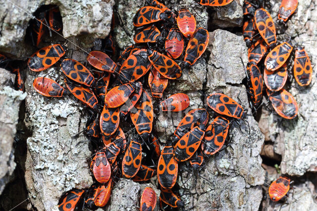 Vuurwants (Pyrrhocoris apterus)