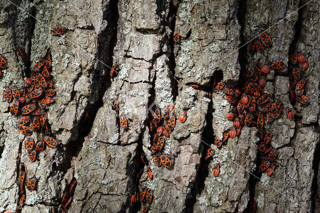 Vuurwants (Pyrrhocoris apterus)