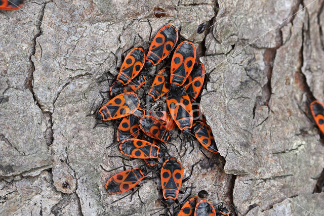 Vuurwants (Pyrrhocoris apterus)