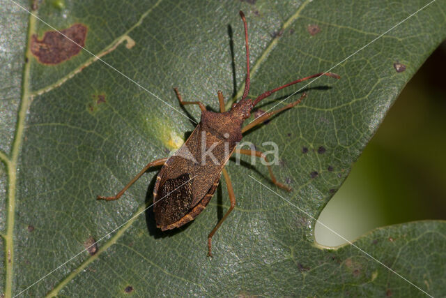 gonocerus acuteangulatus