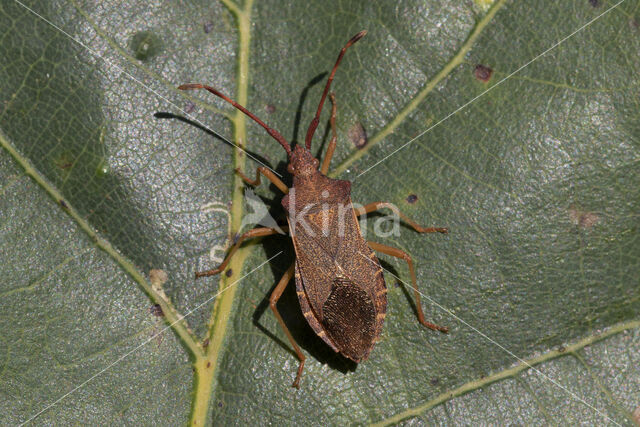 gonocerus acuteangulatus