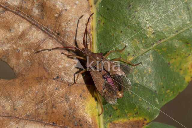 smalle randwants (gonocerus acuteangulatus)