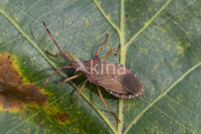 gonocerus acuteangulatus