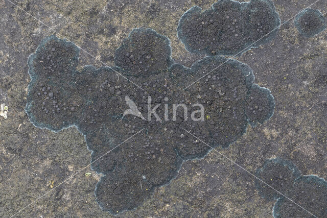 Ink lichen (Placynthium nigrum)