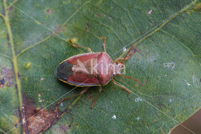 bremschildwants (piezodorus lituratus)