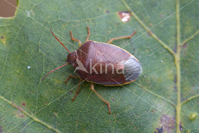 bremschildwants (piezodorus lituratus)