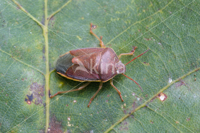 bremschildwants (piezodorus lituratus)