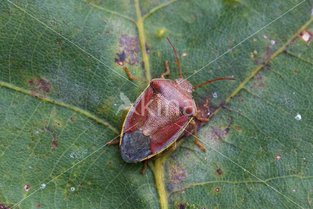 bremschildwants (piezodorus lituratus)