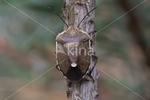 dennenschildwants (chlorochroa pinicola)