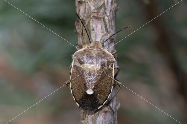 dennenschildwants (chlorochroa pinicola)