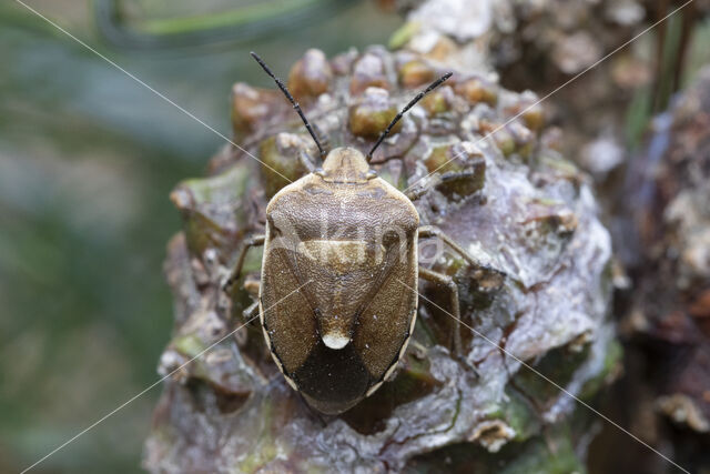 dennenschildwants (chlorochroa pinicola)