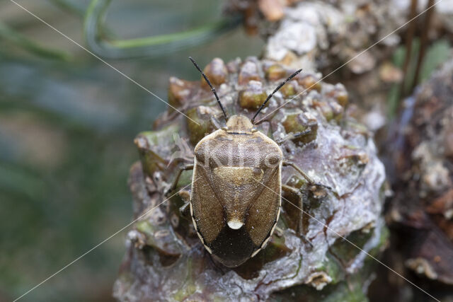 chlorochroa pinicola