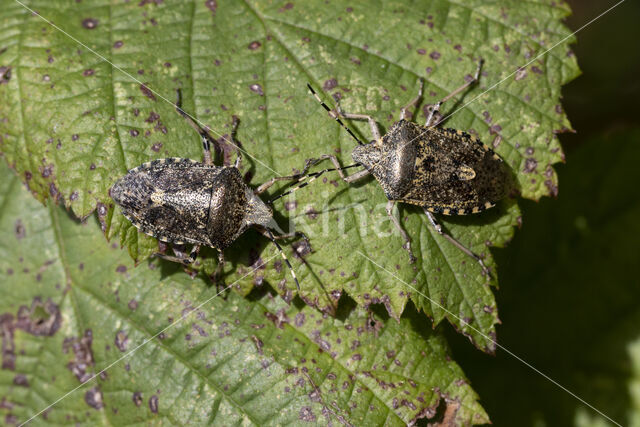 grauwe schildwants (rhaphigaster nebulosa)