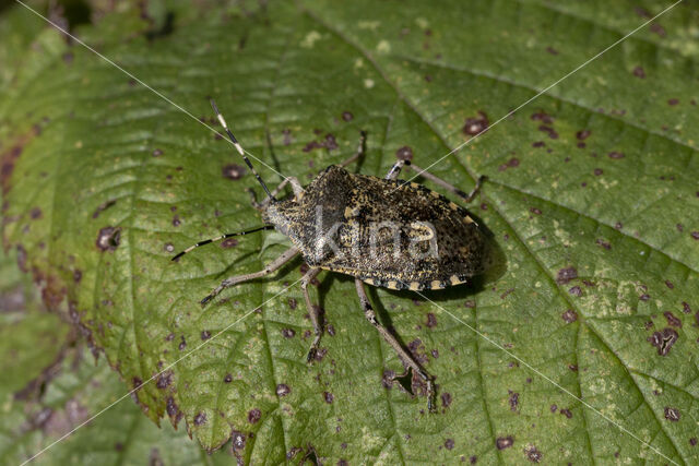 grauwe schildwants (rhaphigaster nebulosa)