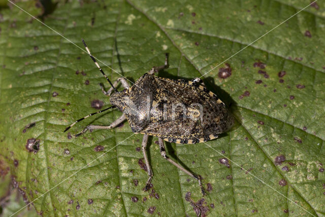 grauwe schildwants (rhaphigaster nebulosa)