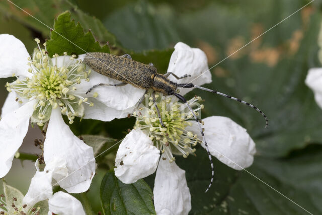 agapanthia villosoviridescens