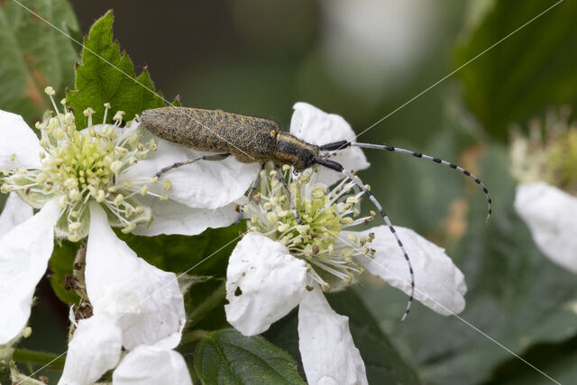 gewone distelboktor (agapanthia villosoviridescens)