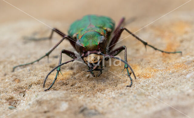 Groene zandloopkever (Cicindela campestris)