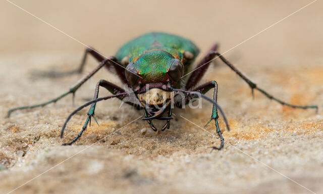 Green Tiger Beetle (Cicindela campestris)