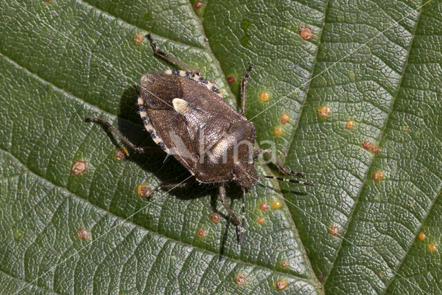 bessenschildwants (dolycoris baccarum)