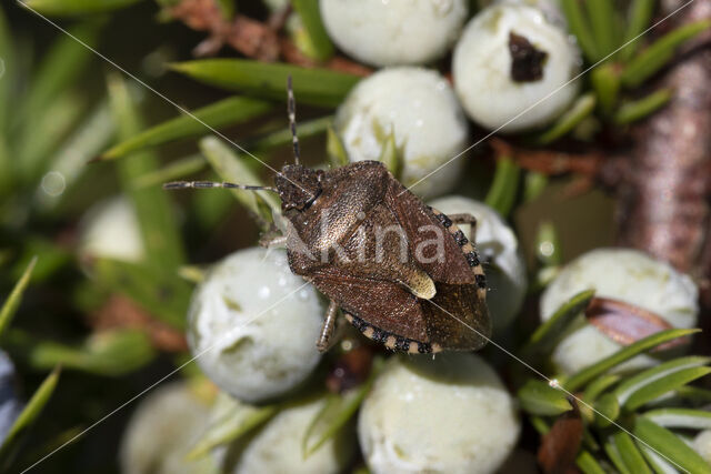 bessenschildwants (dolycoris baccarum)