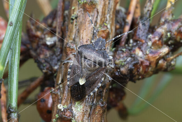 bessenschildwants (dolycoris baccarum)