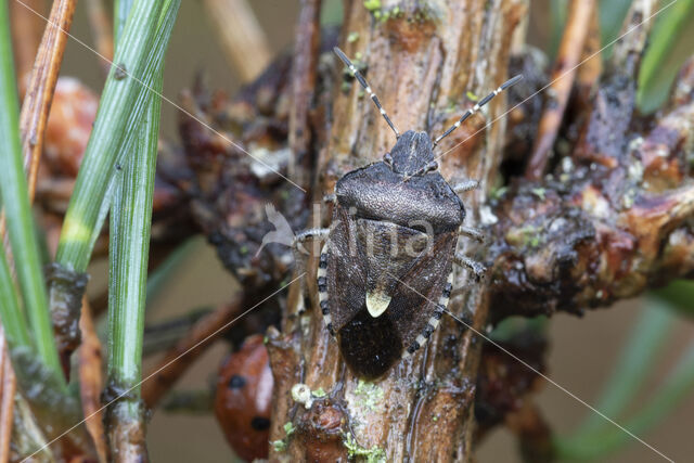 bessenschildwants (dolycoris baccarum)